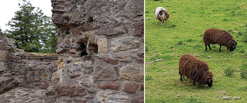 10 Dirleton sheep